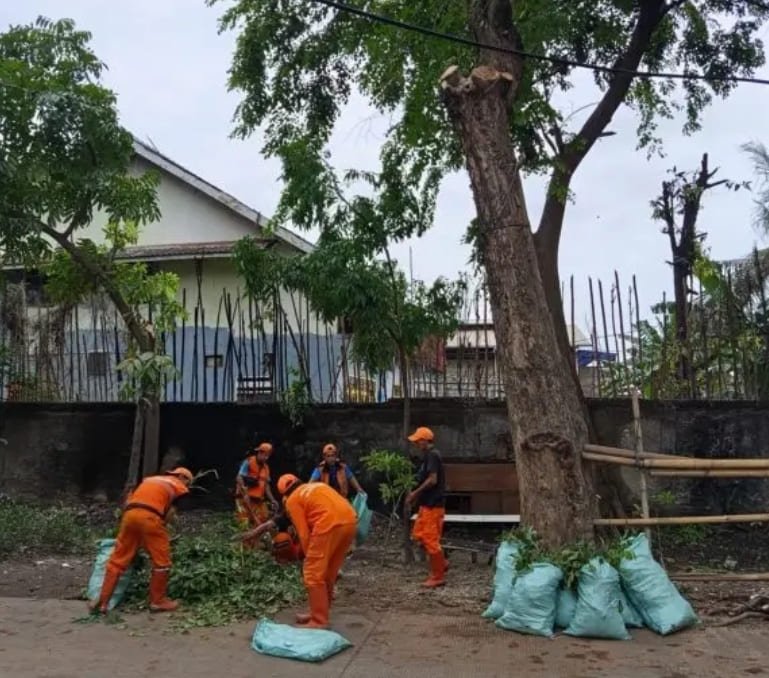 Untuk mengantisipasi resiko pohon tumbang, Dinas Pertamanan Kec. Kalideres bekerja sama dengan tim PPSU Kel. Tegal Alur, melakukan pemangkasan pohon di sepanjang Jl. Permata Rt 004/011 Tegal Alur, rabu (25/12/2024).