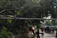 meski tidak sampai mengakibatkan korban luka dan material masyarakat, kejadian pohon tumbang memicu kerusakan sarana publik. Disebutkannya, ada satu tiang penerangan jalan umum (PJU) dan pagar di sekitar lokasi yang rusak tertimpa pohon.