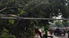 meski tidak sampai mengakibatkan korban luka dan material masyarakat, kejadian pohon tumbang memicu kerusakan sarana publik. Disebutkannya, ada satu tiang penerangan jalan umum (PJU) dan pagar di sekitar lokasi yang rusak tertimpa pohon.