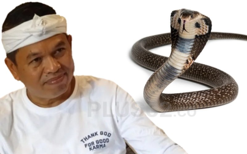 Dua Kali Rumahnya Dikirimi King Kobra, Dedi Mulyadi Beri Peringatan Keras
