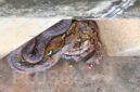 Lagi Santai, Penjual Kopi Kaget Lihat Ular 5 Meter di Tanggul Kali Kapuk