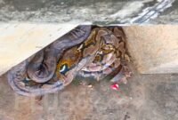 Lagi Santai, Penjual Kopi Kaget Lihat Ular 5 Meter di Tanggul Kali Kapuk