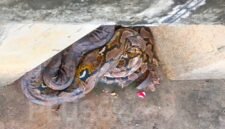 Lagi Santai, Penjual Kopi Kaget Lihat Ular 5 Meter di Tanggul Kali Kapuk