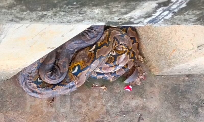 Lagi Santai, Penjual Kopi Kaget Lihat Ular 5 Meter di Tanggul Kali Kapuk
