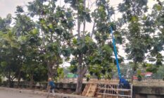 Warga Cengkareng Keluhkan Buah Sukun Jatuh ke Jalan, Laporan ke JAKI Belum Ditanggapi