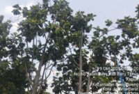 Pohon Sukun yang Kerap Jatuhkan Buah ke Jalan (Foto.plus62.co/rdw)