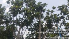 Pohon Sukun yang Kerap Jatuhkan Buah ke Jalan (Foto.plus62.co/rdw)