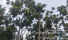 Warga Kapuk Keluhkan Pohon Sukun yang Kerap Jatuhkan Buah ke Jalan, Warga Harap Pohon Berbahaya Segera Ditebang