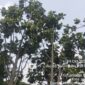 Pohon Sukun yang Kerap Jatuhkan Buah ke Jalan (Foto.plus62.co/rdw)