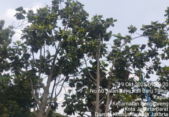 Pohon Sukun yang Kerap Jatuhkan Buah ke Jalan (Foto.plus62.co/rdw)