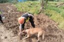Empat Anjing Pelacak Unggulan Temukan Tiga Titik Reaksi di Medan Curam Sektor C2, Tingkatkan Peluang Evakuasi Korban di Pandanarum