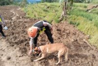 Empat Anjing Pelacak Unggulan Temukan Tiga Titik Reaksi di Medan Curam Sektor C2, Tingkatkan Peluang Evakuasi Korban di Pandanarum