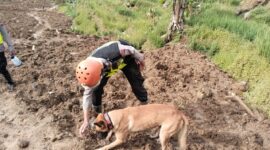 Empat Anjing Pelacak Unggulan Temukan Tiga Titik Reaksi di Medan Curam Sektor C2, Tingkatkan Peluang Evakuasi Korban di Pandanarum