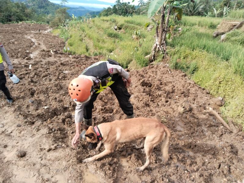 Empat Anjing Pelacak Unggulan Temukan Tiga Titik Reaksi di Medan Curam Sektor C2, Tingkatkan Peluang Evakuasi Korban di Pandanarum