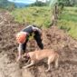 Empat Anjing Pelacak Unggulan Temukan Tiga Titik Reaksi di Medan Curam Sektor C2, Tingkatkan Peluang Evakuasi Korban di Pandanarum