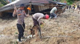 Anjing pelacak ini dikerahkan untuk mempercepat proses identifikasi dan penemuan korban