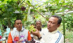 Wali Kota Jaktim Pimpin Panen Anggur Warga di Cakung, Hasilkan 10 Kilogram