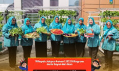 Rooftop Kantor Walikota Jakpus Jadi Lumbung Pangan, Panen 1,1 Ton Sayur dan Ikan
