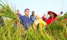 Munjirin Panen Padi Ciherang di Cakung, Urban Farming Bali Lestari Hasilkan 10 Ton Gabah