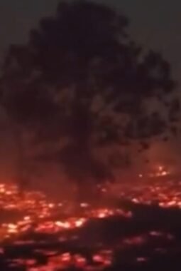 Kebakaran Hutan dan Lahan di Kalimantan, Timbulkan Kerusakan Lingkungan dan Habitat Satwa
